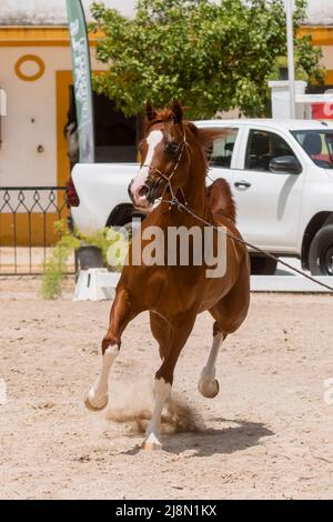 Ritratto integrale di un puro stallone arabo spagnolo trotto in una competizione Foto Stock