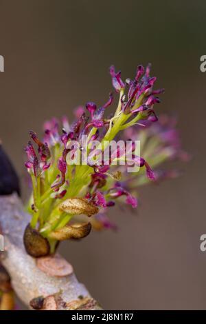 Fiori di ermafrodite di Fraxinus excelsior Foto Stock