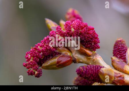 Fiore maschio di Populus nigra subsp. Betulifolia Foto Stock