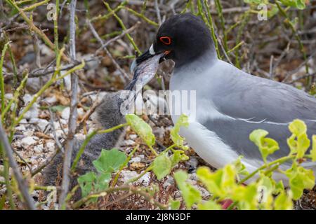 Ecuador; Galapagos; Isola di Genovesa alias Torre. Gabbiano a coda di rondine (Larus furcatus) che alimenta il pesce al pulcino giovane. Foto Stock