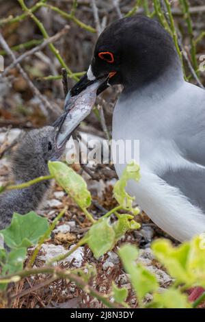 Ecuador; Galapagos; Isola di Genovesa alias Torre. Gabbiano a coda di rondine (Larus furcatus) che alimenta il pesce al pulcino giovane. Foto Stock