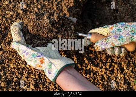 Giardiniere piantando fiori nel suo aiuole. Concetto di giardinaggio. Scavo di suolo. Mano in primo piano. Foto Stock