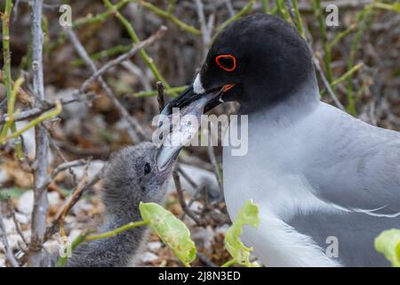 Ecuador; Galapagos; Isola di Genovesa alias Torre. Gabbiano a coda di rondine (Larus furcatus) che alimenta il pesce al pulcino giovane. Foto Stock