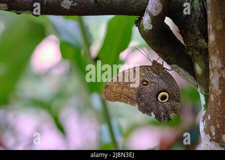 Farfalla dell'occhio del gufo (Caligo sp.) arroccata su un ramo all'interno della giungla. Foto Stock