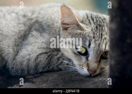 bel gatto grigio con occhi verdi in rovine di pietra di angkor wat, cambogia Foto Stock