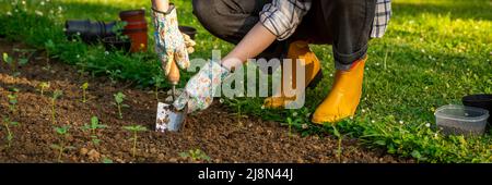Donna giardiniere piantando fiori nel suo aiuole. Banner giardinaggio. Scavo di suolo. Piantando piantine di Snapdragon. Foto Stock