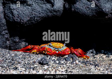 Ecuador, Galapagos, Isola di Fernandina, punto Espinosa. Granchio Sally lightfoot (grasus grasus) sulla spiaggia di roccia lavica nera. Foto Stock