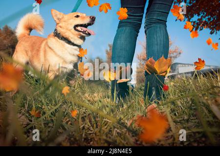 un uomo cammina un cane rosso in autunno nella natura fuori dalla città Foto Stock