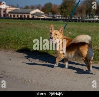 il cane rosso felice cammina su un guinzaglio lungo la strada Foto Stock