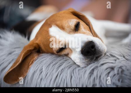 Ritratto di cane da beagle maschio adulto che dorme all'aperto sul divano Foto Stock