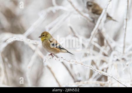 American Goldfinch, Spinus tristis, su ramo di albero ricoperto di ghiaccio, Winter Canada, piumaggio invernale Foto Stock