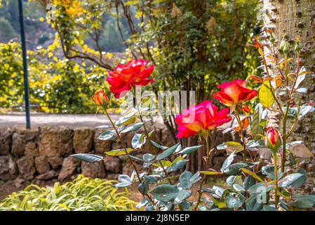 Rose plants blooming in garden against sky at historic old town Foto Stock