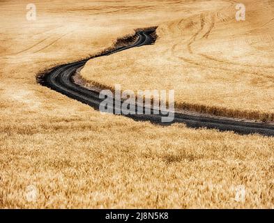 Una strada di campagna si snoda attraverso i campi di grano del Palouse vicino Waitsburg, Washington. Foto Stock