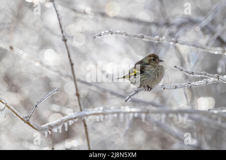 Pino Siskin, Spinus pinus, in albero ghiacciato in inverno, Brownsburg, Quebec, Canada Foto Stock