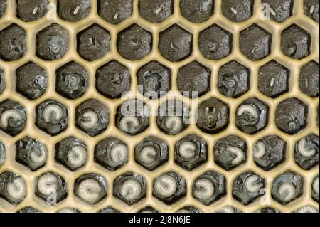 Miele Bee uova e Larva in pettine con Black Foundation Foto Stock