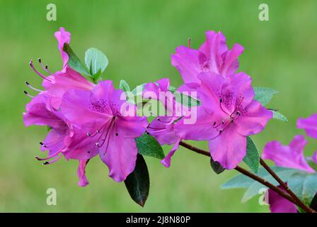 Fiore azalea obtusum amoena, bellissimi fiori viola con foglie. Sfondo verde chiaro sfocato, spazio di copia. Trencin, Slovacchia. Foto Stock