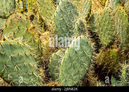 Fotogramma pieno di cactus verde spinoso che cresce nella foresta dell'isola Foto Stock