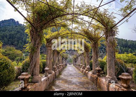 Vista dei creepers pergola coperta tra alberi nel parco storico durante l'estate Foto Stock