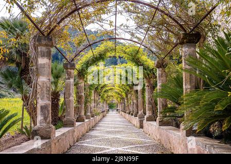 Creepers e piante pergola coperta tra alberi nel parco storico durante l'estate Foto Stock