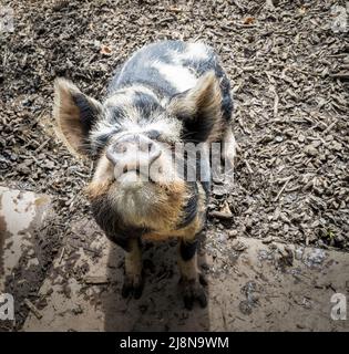 Carino Kunekune porcellino di fronte fotocamera. Foto Stock