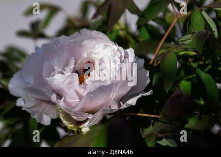 Fiori bianchi di una peonia di alberi in un parco cittadino. Foto Stock