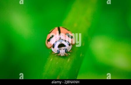 Ladybug su una foglia Foto Stock