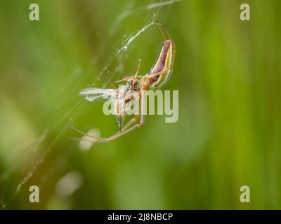 Orb Weaver con jawed lungo, Tetragnatha sp con preda. Foto Stock
