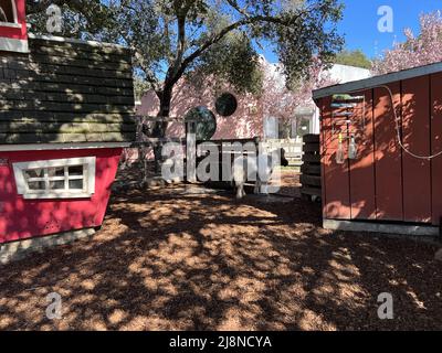 Stati Uniti. 21st Feb 2022. Animali da fattoria a Children's Fairyland, Oakland, California, 21 febbraio 2022. (Foto di Smith Collection/Gado/Sipa USA) Credit: Sipa USA/Alamy Live News Foto Stock