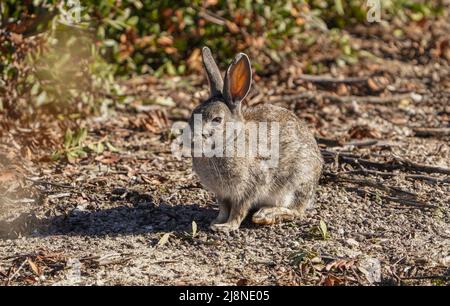 Coniglio europeo (Oryctolagus cuniculus), coniglio selvatico seduto in un prato, Spagna. Foto Stock