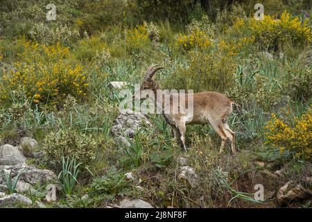 Stambecco spagnolo, capra selvaggia spagnola, capra selvaggia iberica (Capra pirenaica), Andalusia, Spagna. Foto Stock