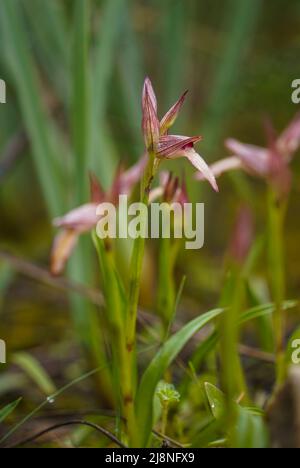 Lingua-orchid, Serapias lingua, Wild Orchid, Andalusia, Spagna. Foto Stock