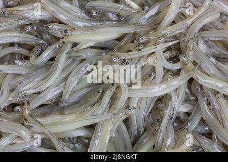 Nuova Zelanda Waitbait, galassidi migratori; whitebait sono i giovani di cinque specie di pesci: KÅ?kopu gigante, banned KÅ?kopu, shortjaw KÅ?kopu, inang Foto Stock