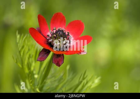 Fagiani-occhio (Adonis annua ) primo piano di fiore Adonis annua è in pericolo e elencato come specie prioritarie nel Regno Unito. Fotografia scattata nel Regno Unito, credito Foto Stock