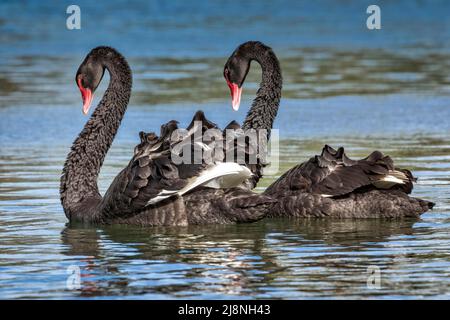 Cigno nero ( Cygnus atratus ) Nuova Zelanda nativo, lo stato di conservazione non minacciato. Reintrodotto da Melbourne nel 1860s, i cigni sono diventati ampi Foto Stock