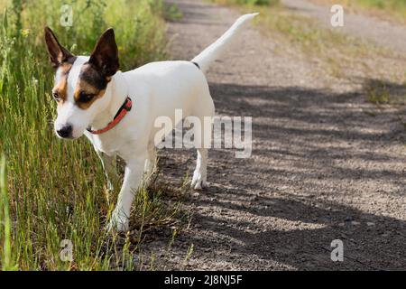 Primo piano di un piccolo cane che cammina al guinzaglio su un sentiero escursionistico Foto Stock