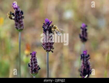 Condita o spagnola lavanda e ape miele in primavera impollinazione. Concetto di equilibrio ecologico e agricoltura. Messa a fuoco selettiva. Foto Stock