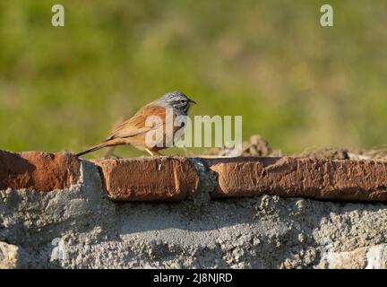 Casa di concia (Emberiza sahari), visitatore raro per la Spagna, Europa. Foto Stock