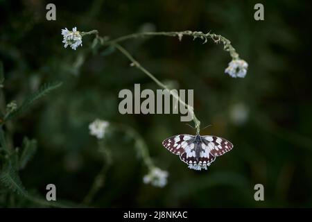 farfalla melanargia galatea su fiore bianco su sfondo verde Foto Stock