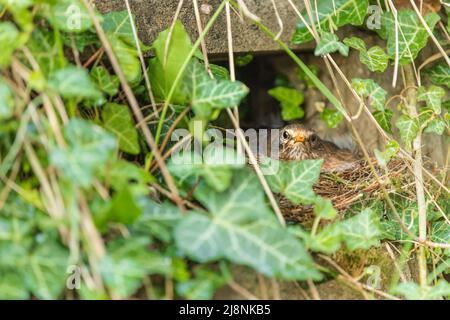 Il nero femminile (Turdus merula) si siede sulle uova nel nido. Repubblica Ceca. Europa. Il Blackbird è un uccello che vive in tutta Europa. Foto Stock