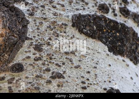 Corteccia nera liscia e grigia di Populus tremuloides, Salicaceae, albero deciduo nativo delle montagne della Sierra Nevada, Estate. Foto Stock