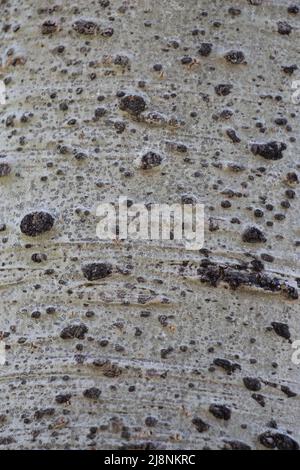 Corteccia nera liscia e grigia di Populus tremuloides, Salicaceae, albero deciduo nativo delle montagne della Sierra Nevada, Estate. Foto Stock