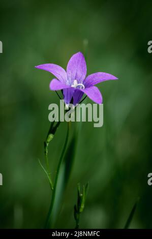 fiore di bluebell nel giardino su sfondo verde Foto Stock
