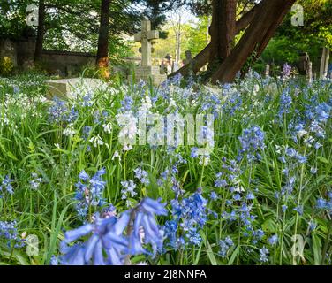 Bluebells ibrido (Hyacinthoides x massartiana) nel cimitero vecchio di Southampton sul comune di Southampton, Hampshire, Regno Unito Foto Stock