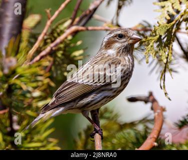 Canzone Sparrow appollaiato su un ramo di conifere con uno sfondo sfocato nel suo ambiente e habitat circostante, mostrando piumaggio marrone piuma. Foto Stock