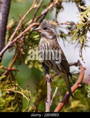 Canzone Sparrow appollaiato su un ramo di conifere con uno sfondo sfocato nel suo ambiente e habitat circostante, mostrando piumaggio marrone piuma. Foto Stock