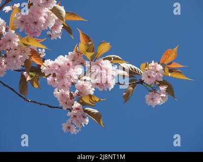 La fioritura di un ciliegio giapponese maturo ornamentale fiorito. Fiori rosa pallido e foglie di bronzo contro un cielo blu. Foto Stock