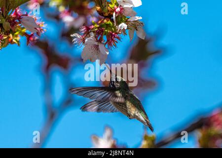 Calliope Hummingbird (Selasfhorus calliope) che si nutrono di fiori di ciliegio Foto Stock