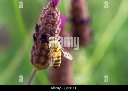 Condita o spagnola lavanda e ape miele in primavera impollinazione. Concetto di equilibrio ecologico e agricoltura. Messa a fuoco selettiva. Foto Stock