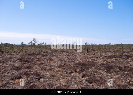 Palude con piccoli alberi di abete rosso e pino. Paesaggio selvaggio di guglie. Riserva ecologica nella fauna selvatica. Paludi nella natura selvaggia. Paludi e paludi, paludi, Foto Stock