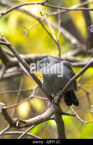 Una foto ravvicinata della fauna selvatica di un catbird grigio arroccato in un albero in autunno nel Midwest. Foto Stock